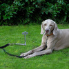 Dog peg – ground anchor for pets